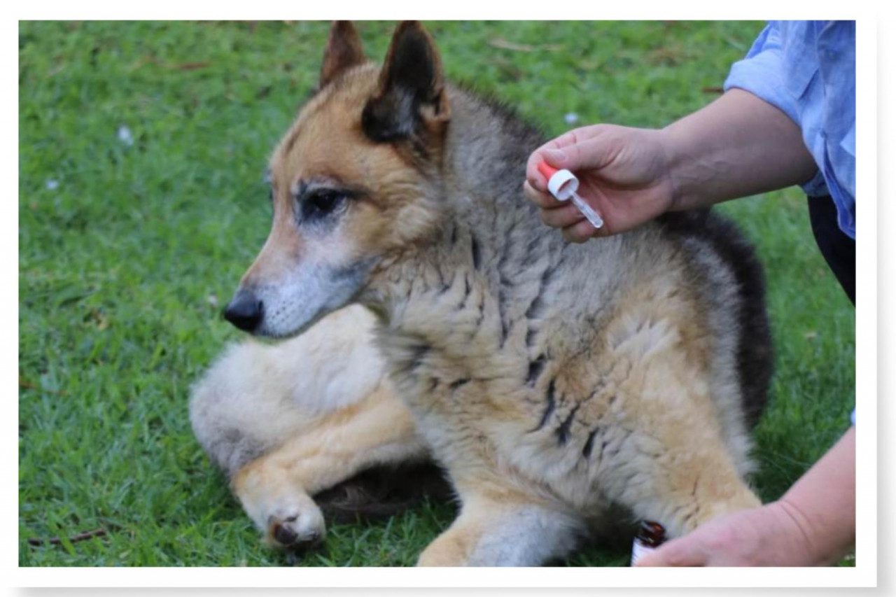 large black and tan german shepherd husky cross looking worried about having eyedrops put in